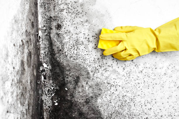 Best Kitchen Mold Remediation in Hartsdale, NY
