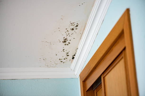 Best Emergency Mold Remediation in Hartsdale, NY