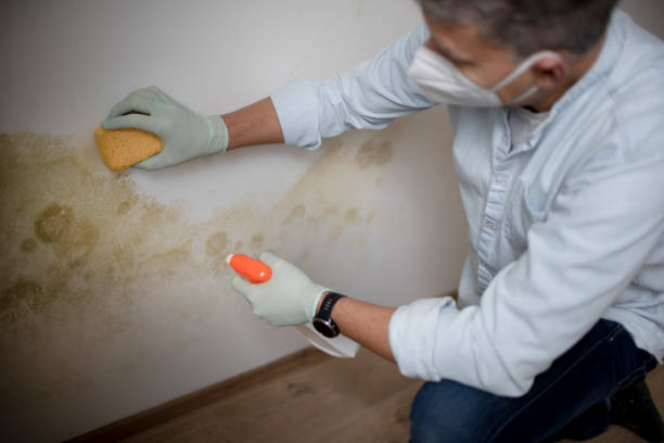 Best Mold Testing and Inspection Services in Hartsdale, NY
