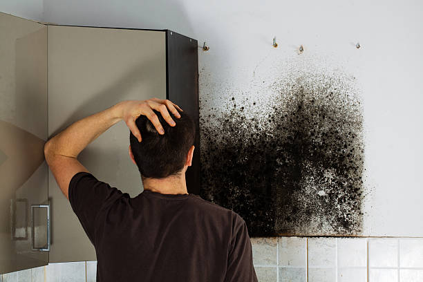 Best DIY Mold Remediation Support Services in Hartsdale, NY