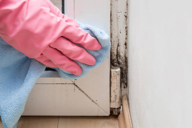 Trusted Hartsdale, NY Mold Remediation Experts