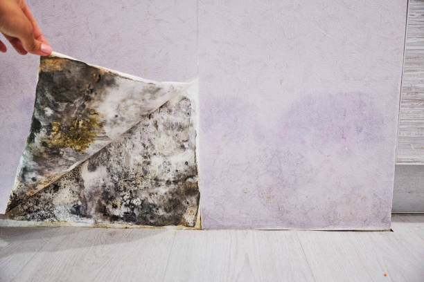 Best Basement Mold Remediation in Hartsdale, NY